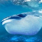 The Blue Whale (Синий кит)