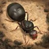 The Ants: Underground Kingdom The Ants: Underground Kingdom