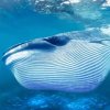 The Blue Whale (Синий кит)