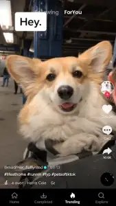 Скачать видео с Тик Ток