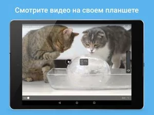 Мой Мир