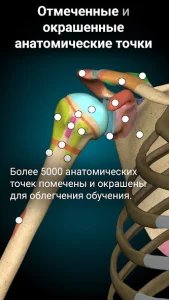 Anatomy Learning - 3D атлас анатомии человека
