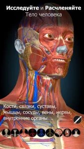Anatomy Learning - 3D атлас анатомии человека