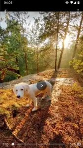 Скачать видео и музыку с ТикТок