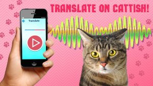 Переводчик - кошачий язык